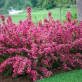 Kada weigela cvjeta: vrijeme, trajanje